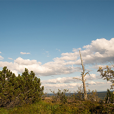 Links im Bild stehen einige Latschenkiefern, im Vordergrund wachsen Gräser und Heidelbeerbüsche. Ein Totholzstamm ragt in den Himmel.  