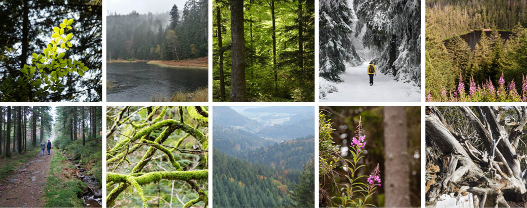 Collage aus verschiedenen Wald-Impressionen