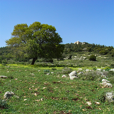 Ein grüner Hügel mit einem Baum, zwischen dem Grün liegen Steine. Im Hintergrund sind weitre Bäume und Büsche zu sehen. Der Himmel ist blau.