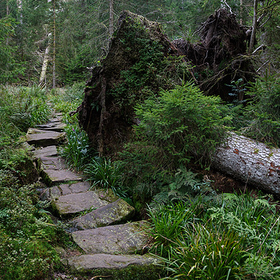 Waldweg führt an entwurzeltem Baum vorbei