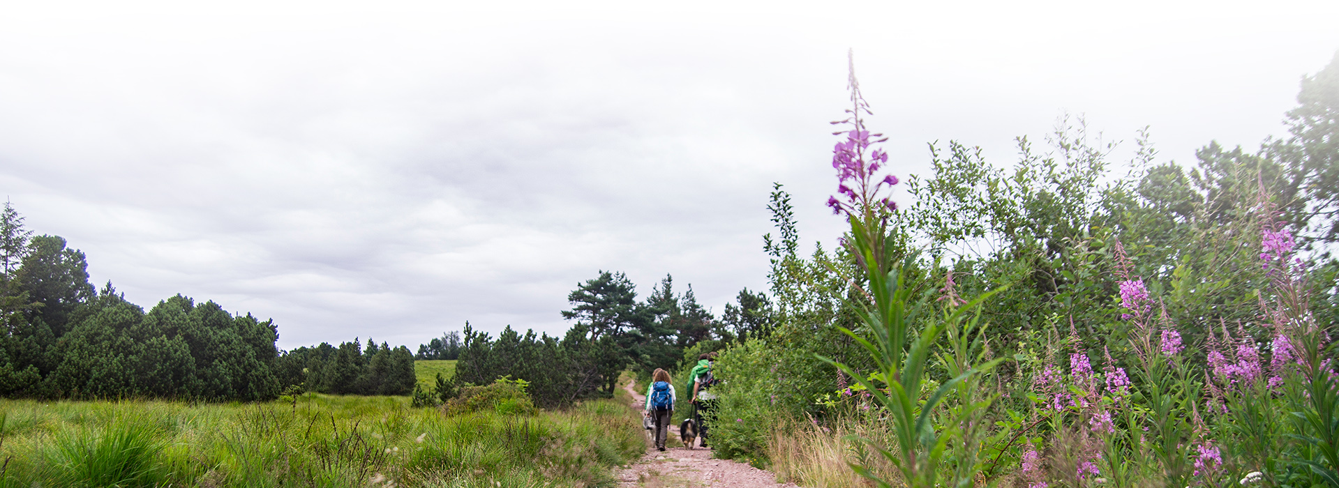 Wanderer auf einem Wanderweg. Die Landschaft ist halboffen mit größeren Büschen, rechts ragen einige rosa Blüten ins Bild.
