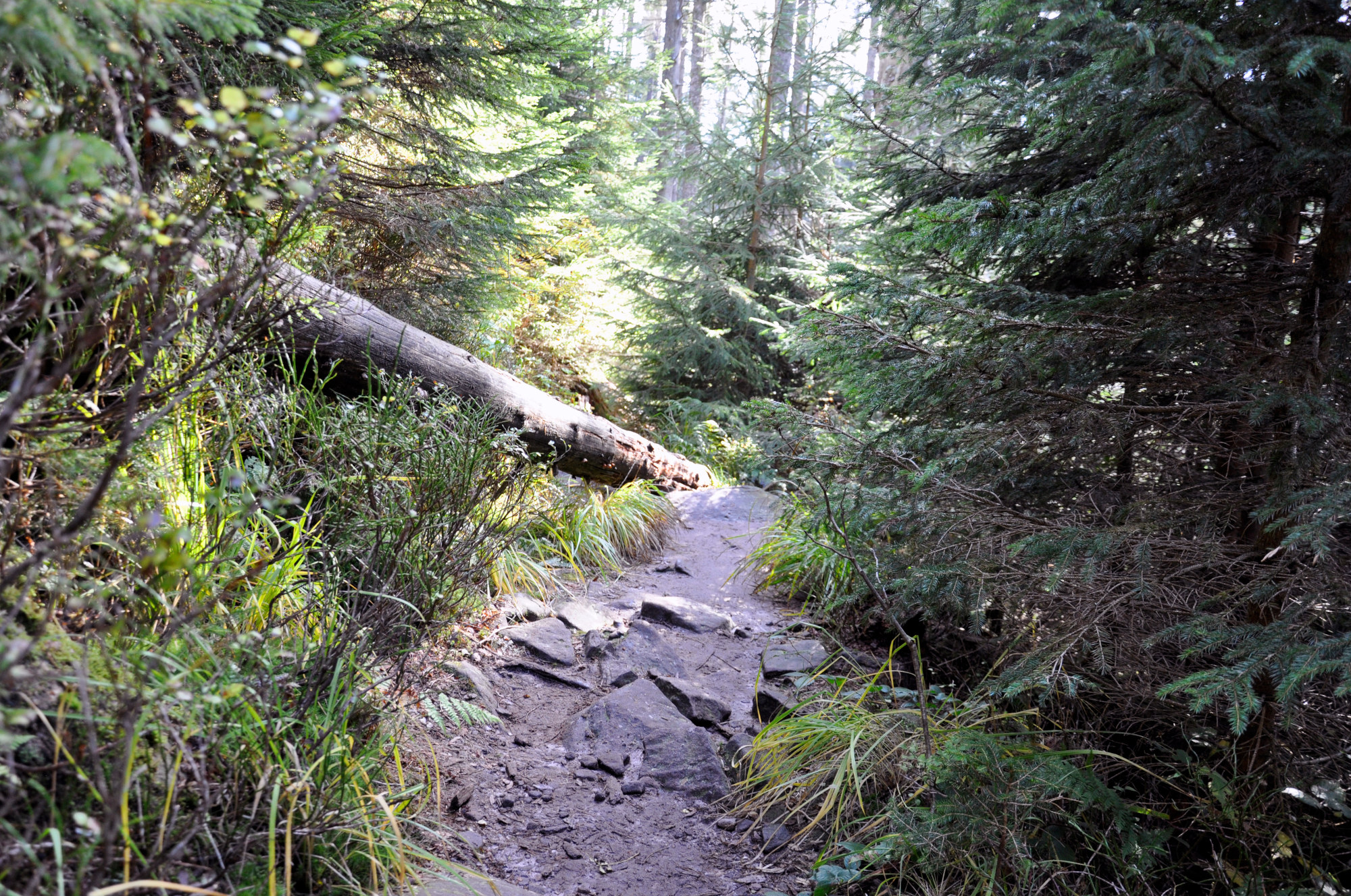 Schmaler, steinig-lehmiger Waldweg, der durch einen wild wuchernden Wald mit einem liegenden Totholzstamm führt.