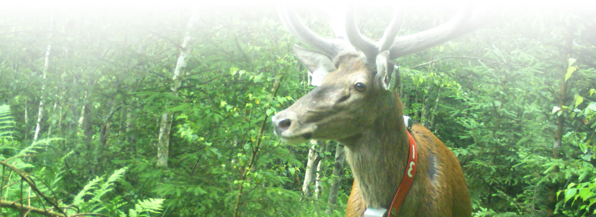 Ein Rothirsch mit einem großen Geweih steht in einem hellgrünen Wald. Um seinen Hals hängt ein rotes Band mit einem Sender.