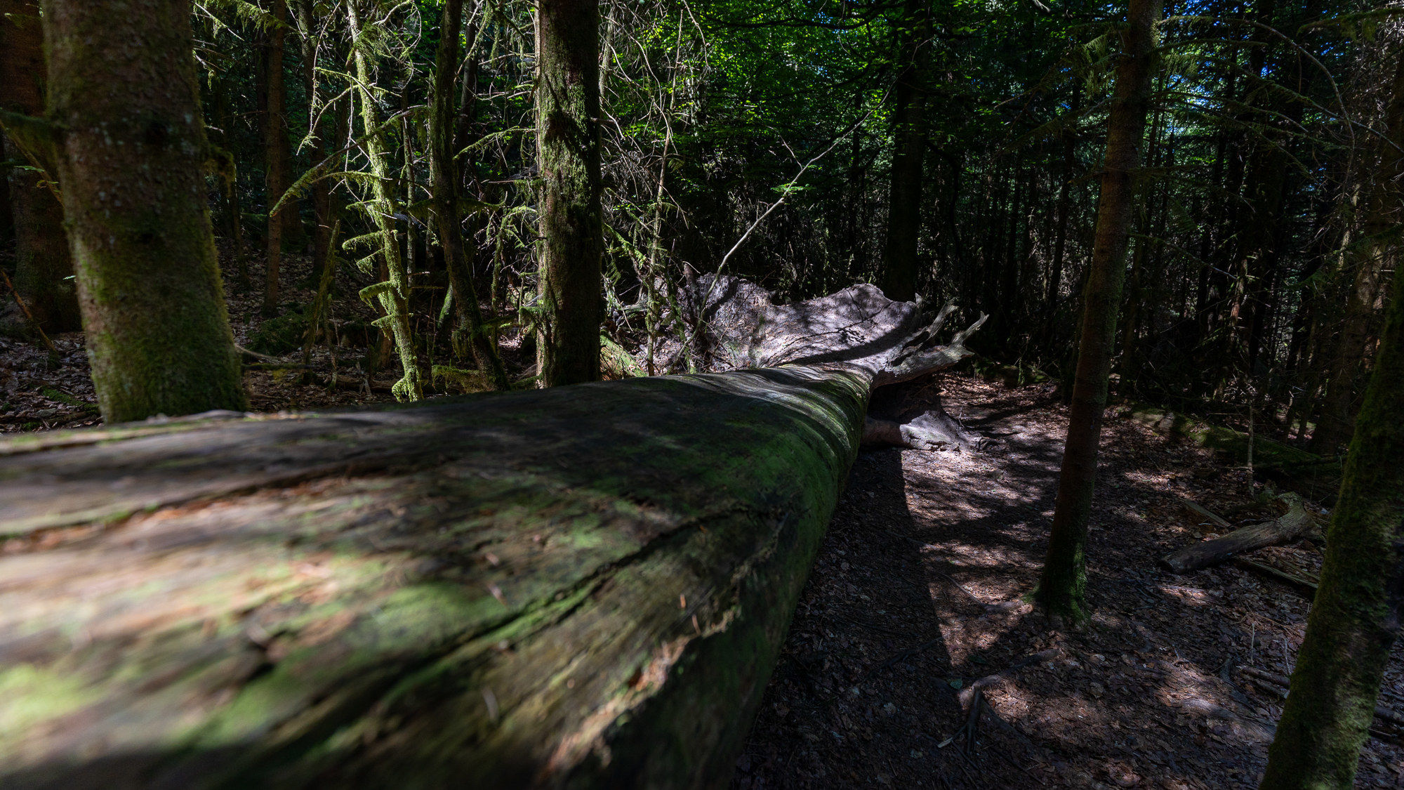 Ein alter, schon halb zerfallener großer Baumstamm liegt auf dem Waldboden und ragt von vorne links nach hinten rechts in den Bildhintergrund.