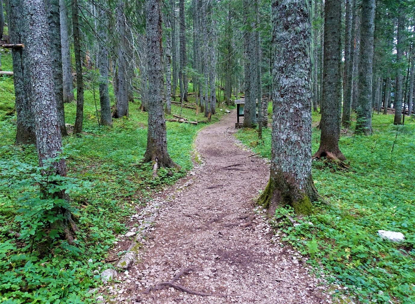 Ein Wanderweg durch den Wald