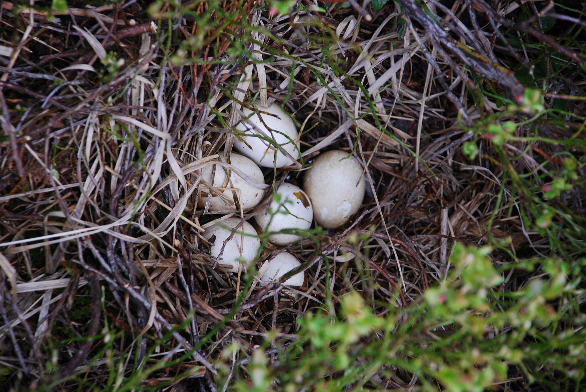Weiße, leicht gesprenkelte Vogeleier in einem Nest auf dem Boden zwischen Heidelbeerzweigen.