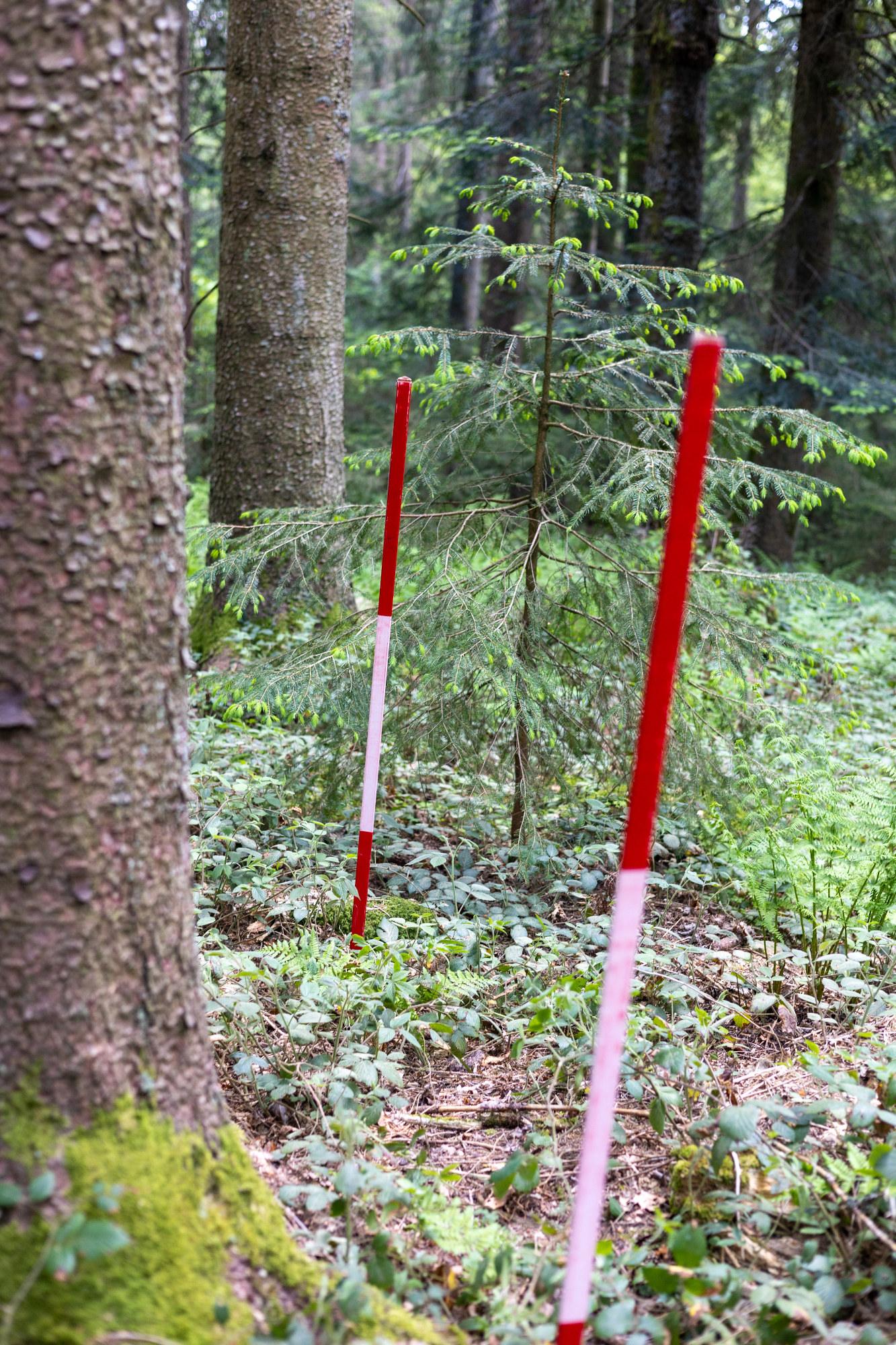 Zwei lange, rot-weiße Messstäbe stecken im Waldboden