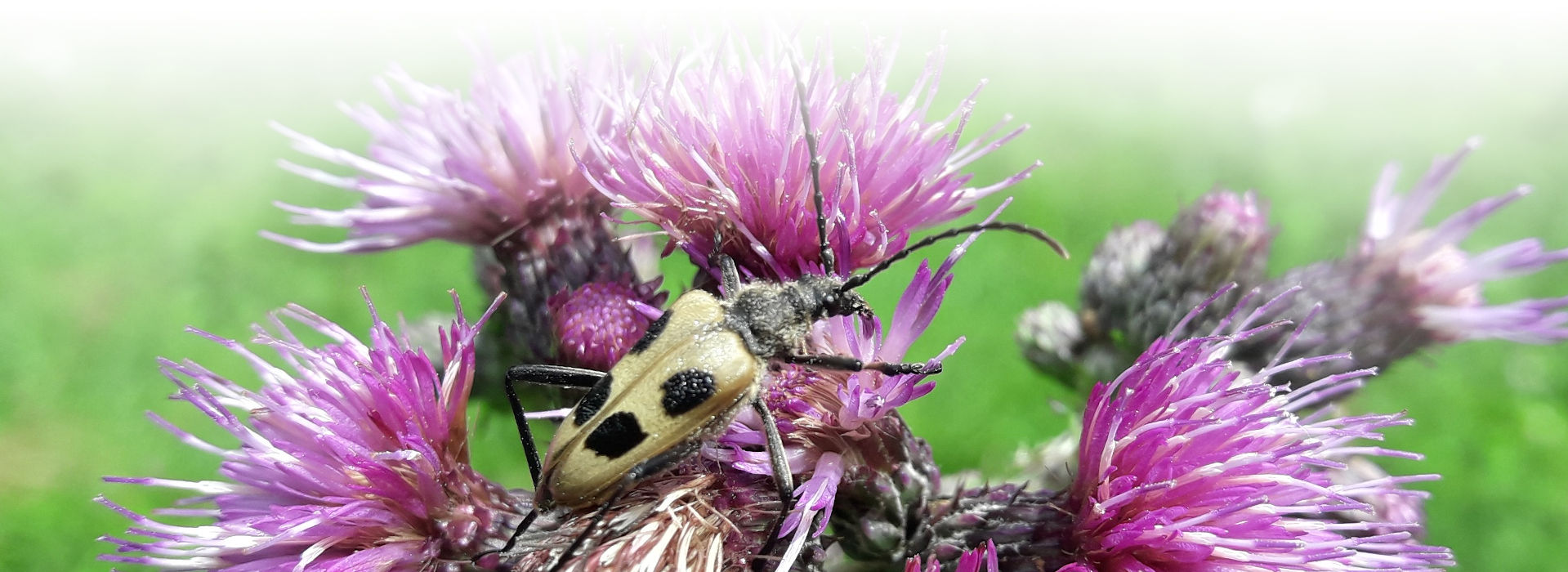 Auf einer lilafarbenen Blüte sitzt ein flacher, gelblicher Käfer mit extrem langen Fühlern und langen Beinen. Auf den Flügeldecken hat er vier symmetrisch angeordnete, dunkle Flecken.