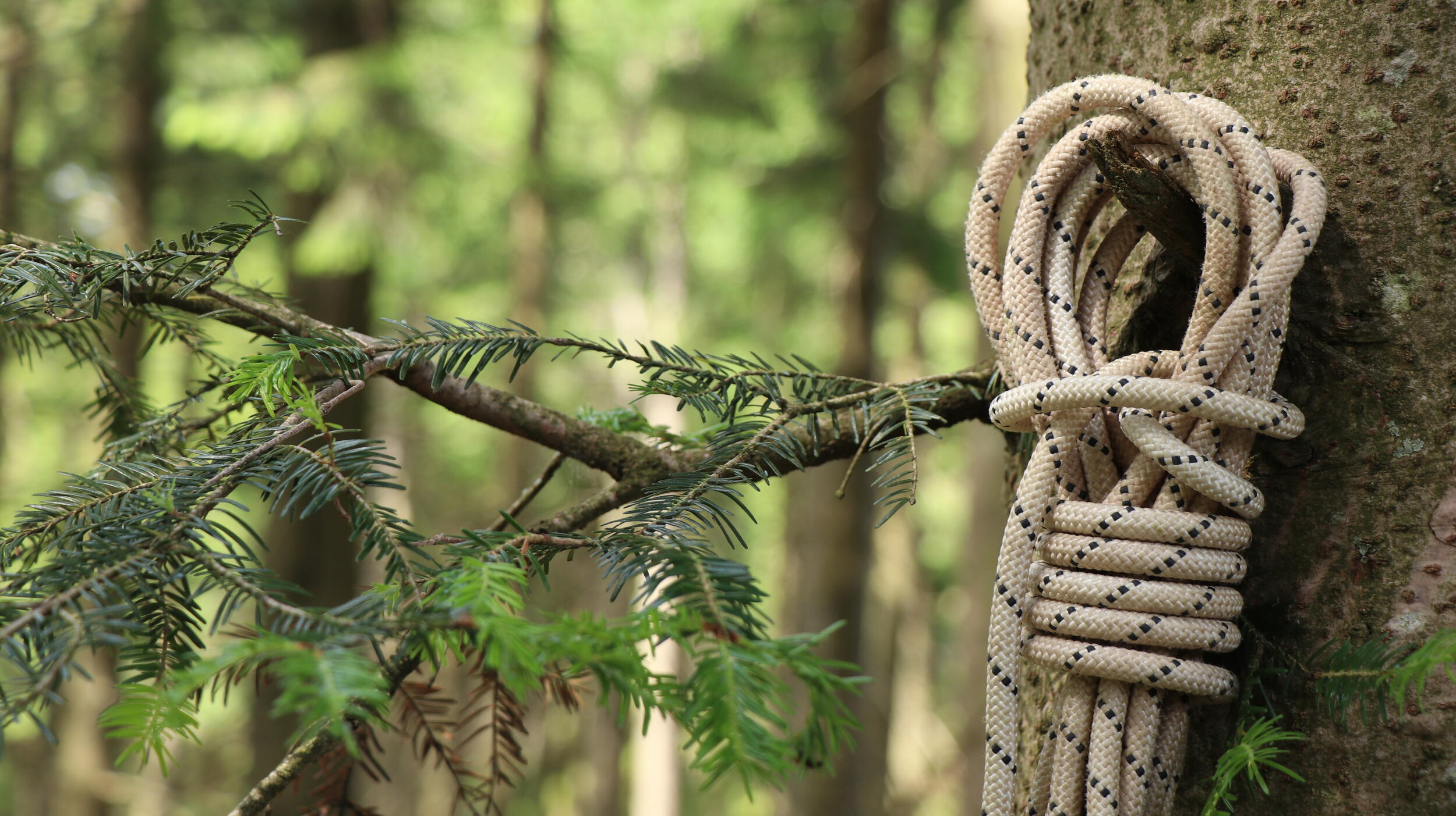 Seil hängt an Baum im Wald © Matthias Eberspächer (Nationalpark Schwarzwald)