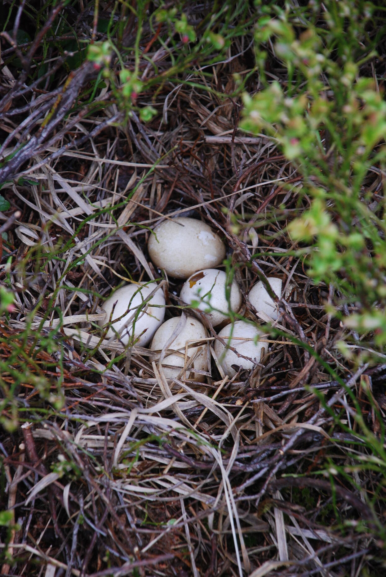 Nest mit sechs Eiern. Foto: Charly Ebel (Nationalpark Schwarzwald)