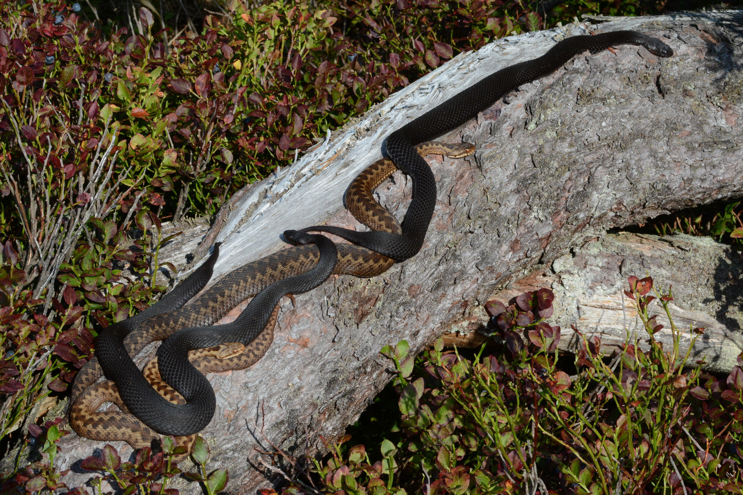 Auf einem Stück Totholz liegen ausgestreckt vier Schlangen. Zwei in braun mit Zick-Zack-Muster, zwei in schwarz.
