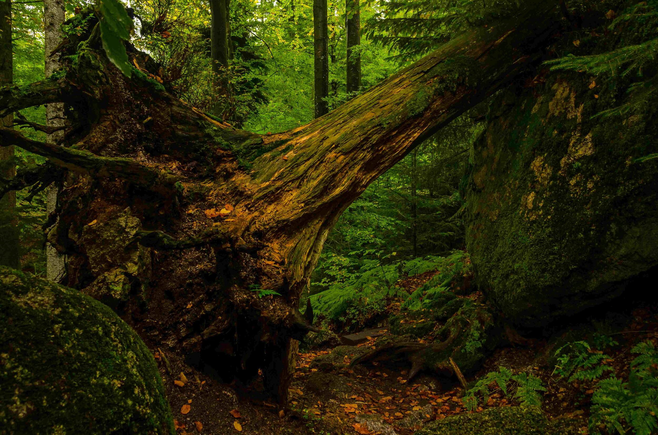 Umgestürzter Baum © Luis Scheuermann (Nationalpark Schwarzwald)