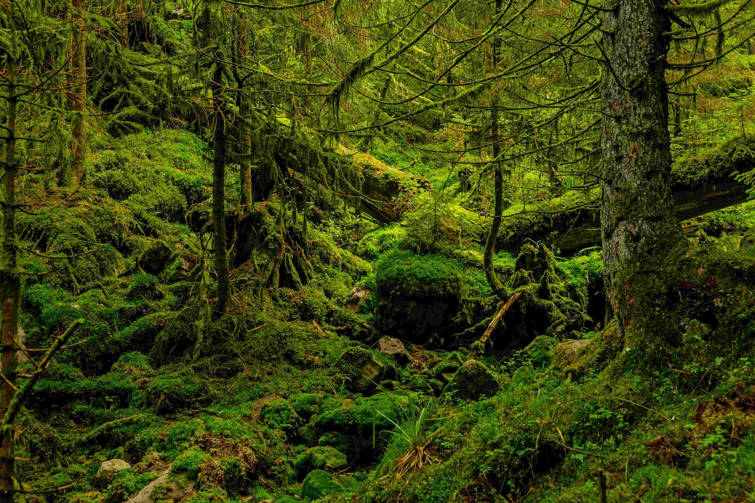 Wilde Waldkulisse © Luis Scheuermann (Nationalpark Schwarzwald)