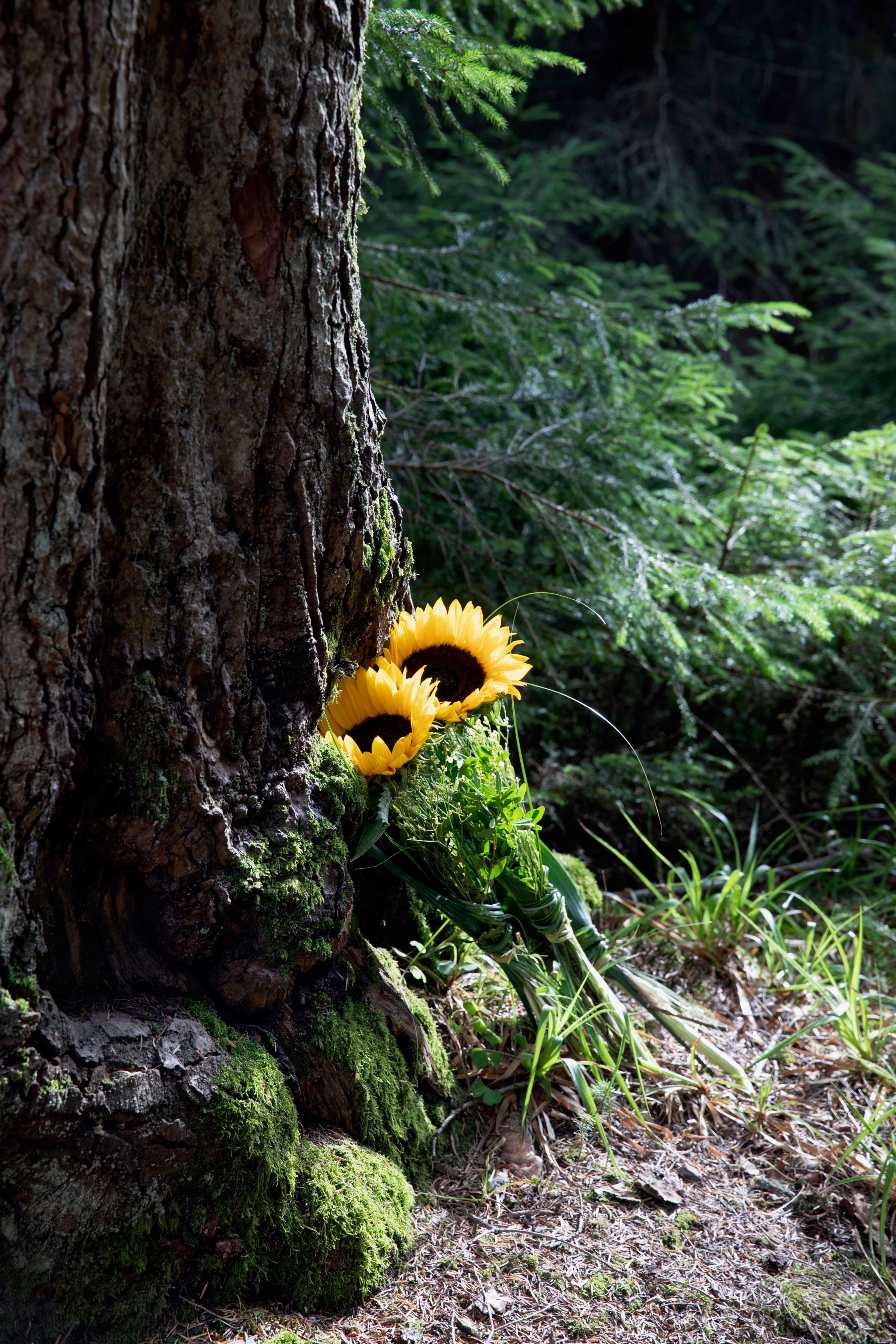 Sonnbenblumen liegen an einem Baumstamm. Foto: Ulrike Klumpp