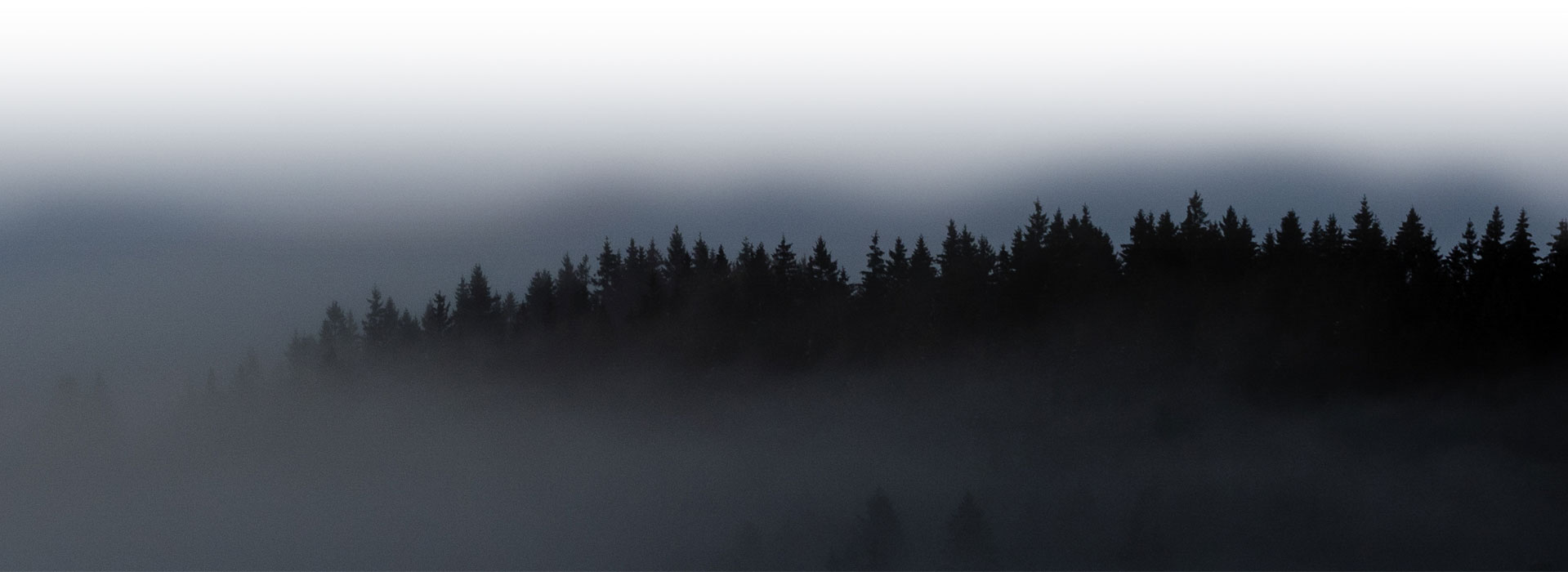 Die Silhouette einer Nadelbaumreihe ragt aus dichtem Nebel.