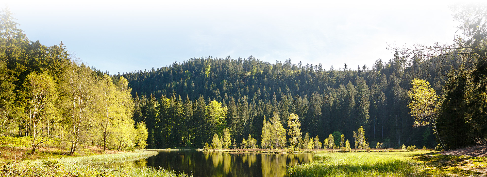 Abgebildet ist der Buhlbachsee. An den Bildrändern ist der Uferbereich zu sehen. Den Hintergrund bildet ein mit Nadelbäumen bewachsener Berg. Am Fuß des Berges liegt der Buhlbachsee. In der Mitte des Sees stehen einige Birken, welche auf schwimmenden Inseln wachsen.