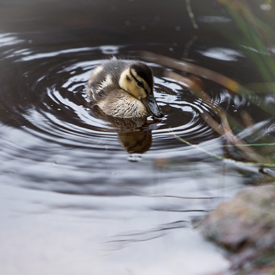 Entenkücken schwimmt in einem Bach