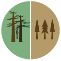 Links ist der Nationalpark mit abgestorbenen Bäumen dargestellt, rechts der Pufferstreifen mit lebenden Bäumen. 