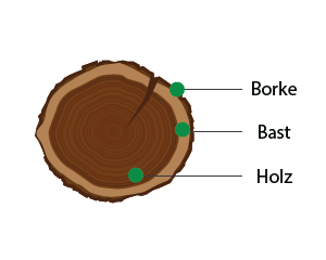 Digitale Zeichnung eines Baumstammquerschnitts. Zu erkennen sind von außen nach innen die Borke, der Bast und das Holz.