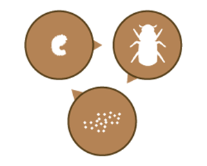 In drei Kreisen sind die Entwicklungsstufen dargestellt. Zunächst die Eier, dan die Larve und schließlich der vollentwickelte Käfer, der wieder Eier ablegt. 