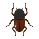 Der Käfer ist oval geformt, hat sechs beine und zwei Fühler. Der Kopf ist grau gefärbt, der restliche Körper bräunlich.
