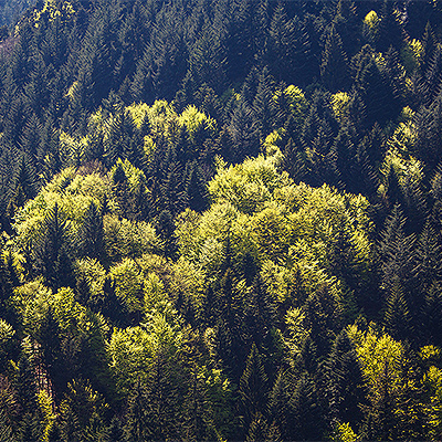 Luftaufnahme eines Waldes.
