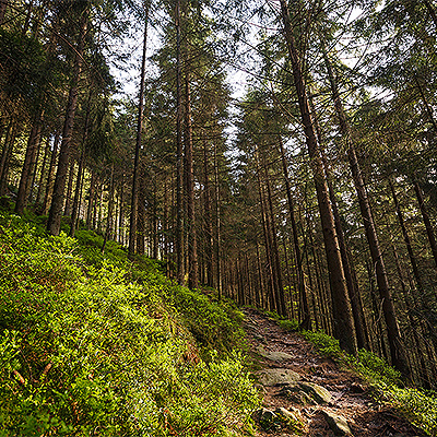 Waldweg, der an einem mit Heidelbeerbewachsenen Hang entlang führt. Der Wald besteht aus hhen Nadelbäumen.