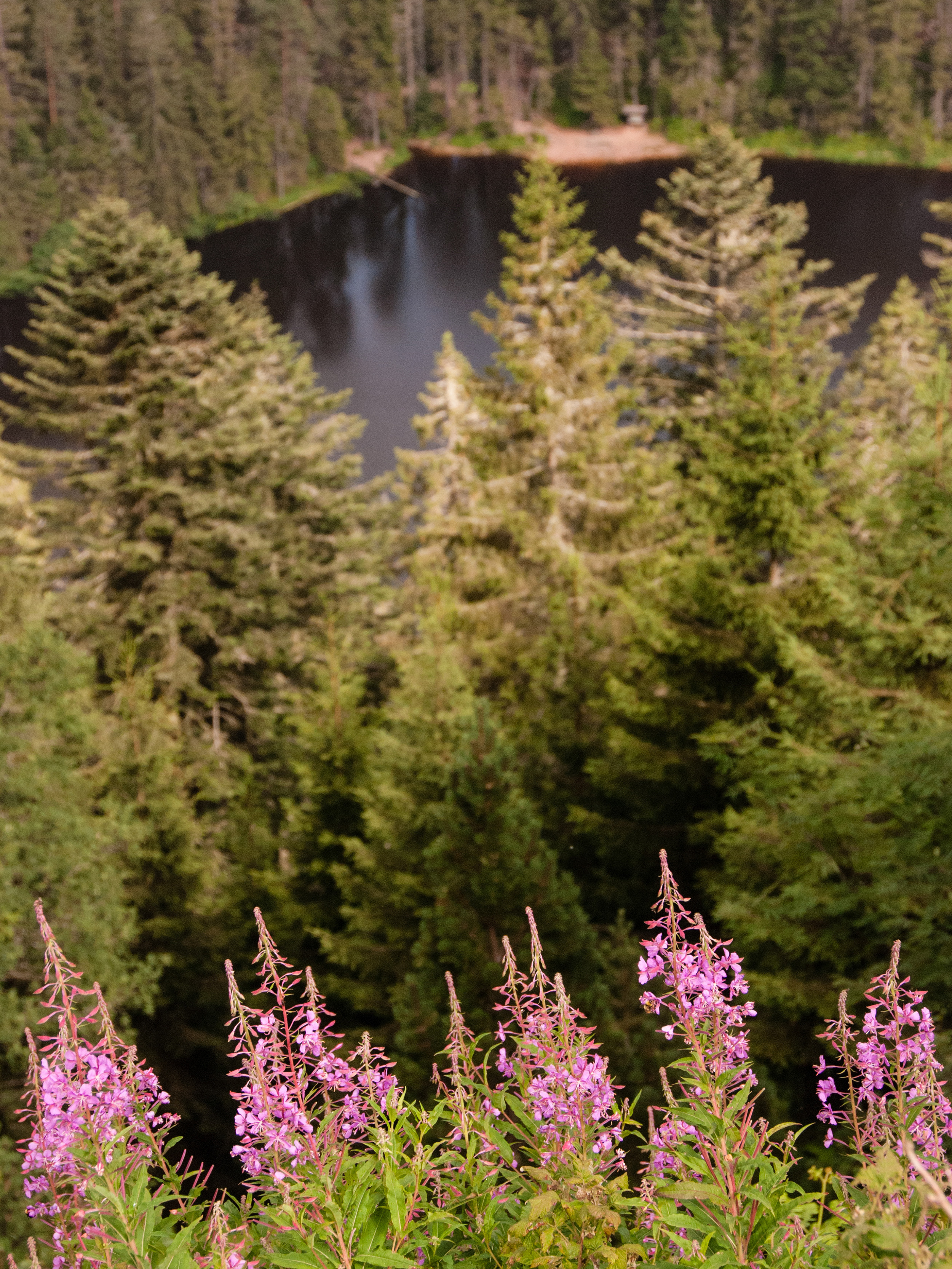 Aussicht auf den Wildsee vor Wildblumen