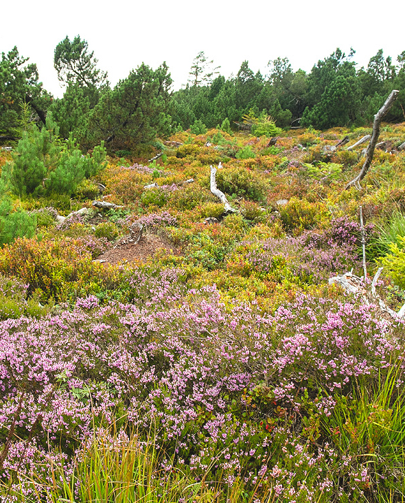 Eine Heidenfläche, im Hintergrund wachsen Latschenkiefern, der Boden ist bedeckt mit Heidelbeeren und Heidekraut, welches rosa blüht.