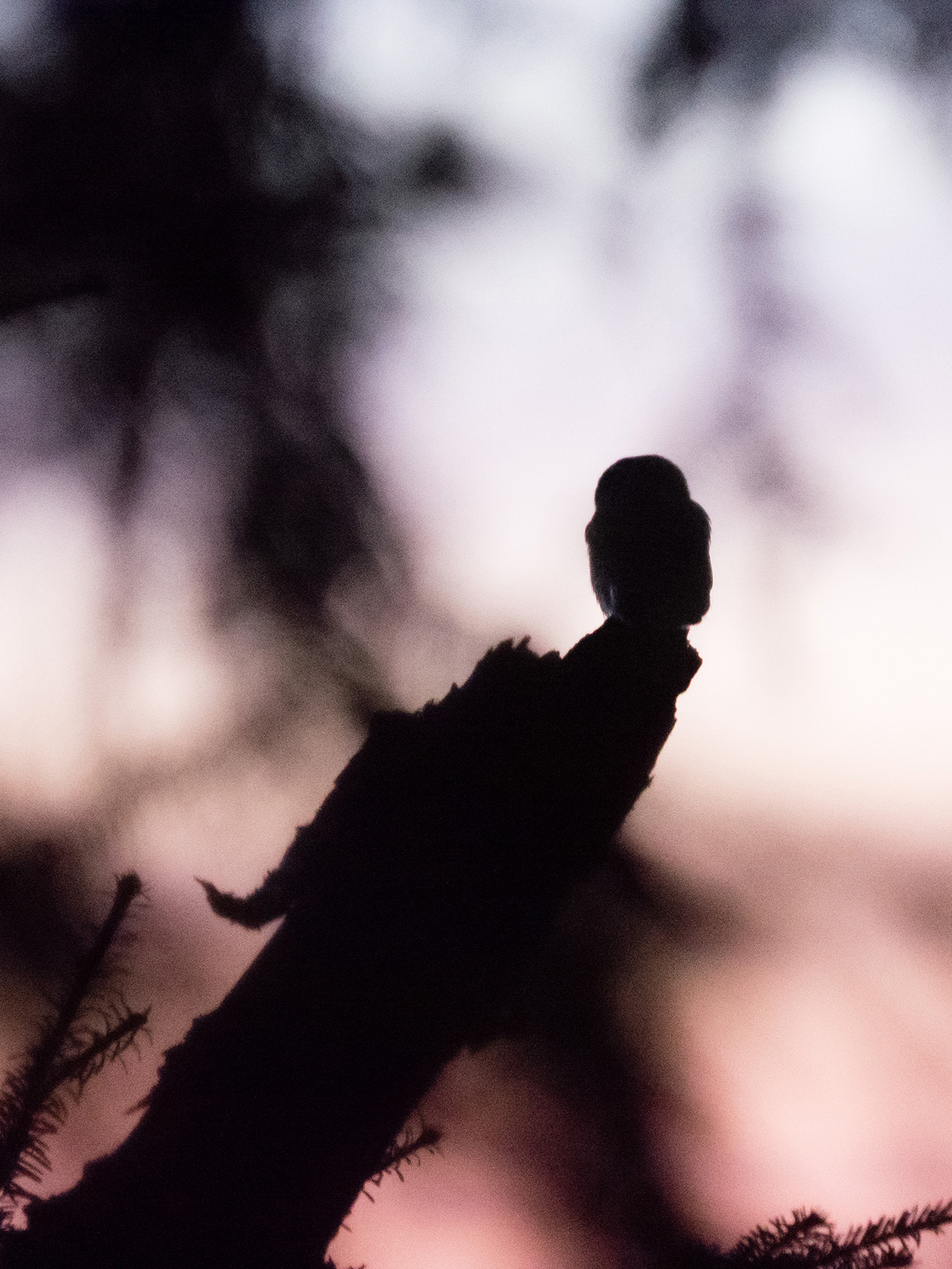 Sperlingskauz in der Abenddämmerung