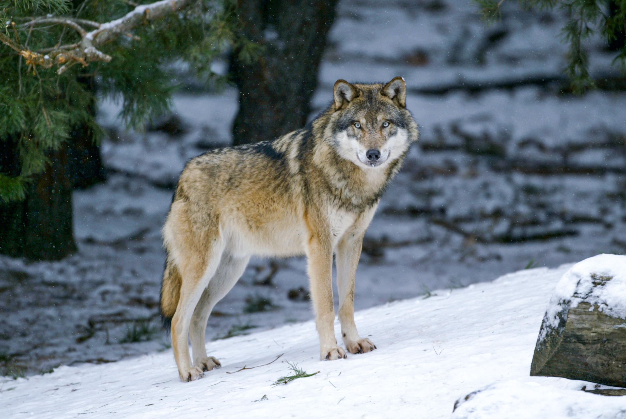 Wolf im Nationalpark