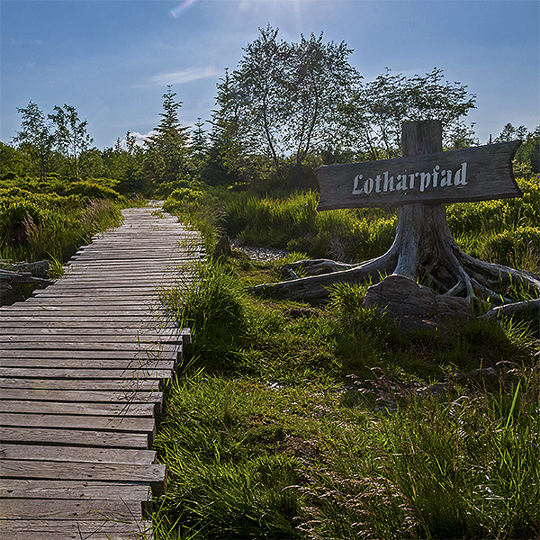 Links im Bild führt ein Holzbohlenweg vorbei an einem Holzschild mit der Aufschrift "Lotharpfad". Das Schild ist an einen alten Baumstumpf montiert.
