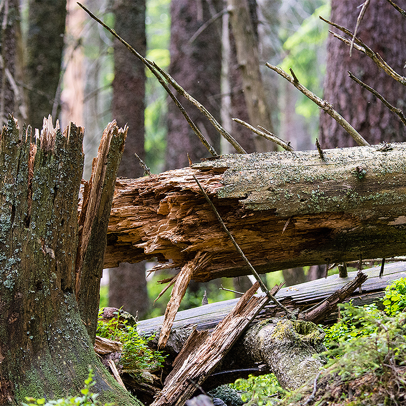 Die Bruchstelle eines umgestürzten Baums, der Stamm liegt am Boden.