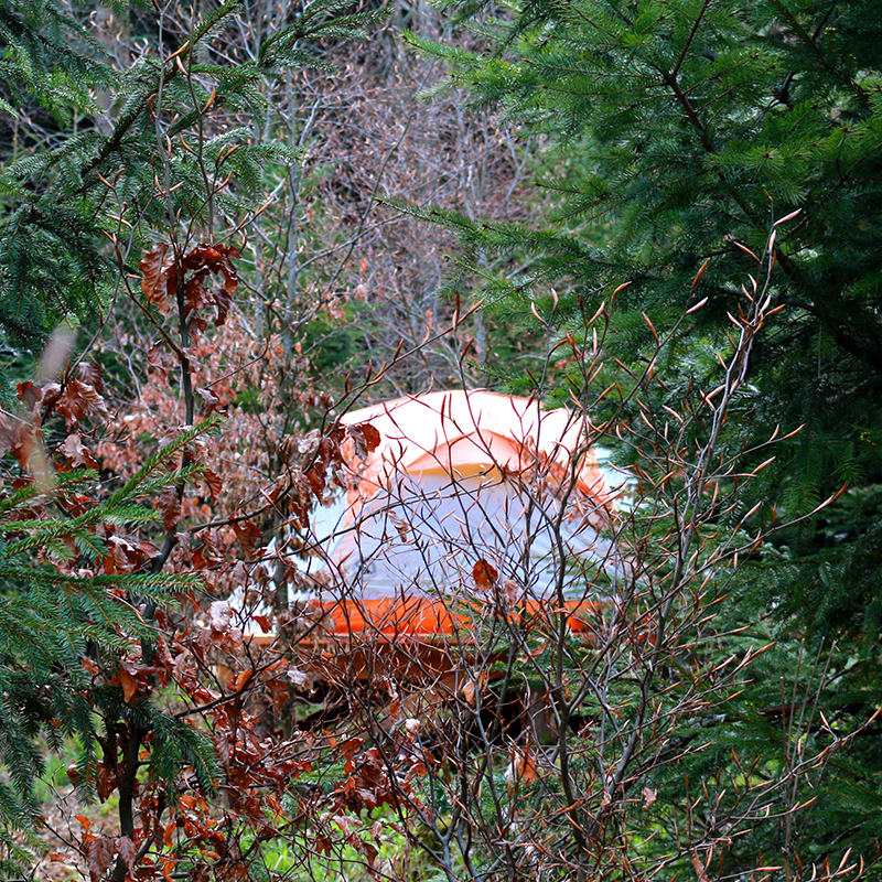 Ein Zelt im Wald. Es ist zwischen den Zweigen schwer zu erkennen. 