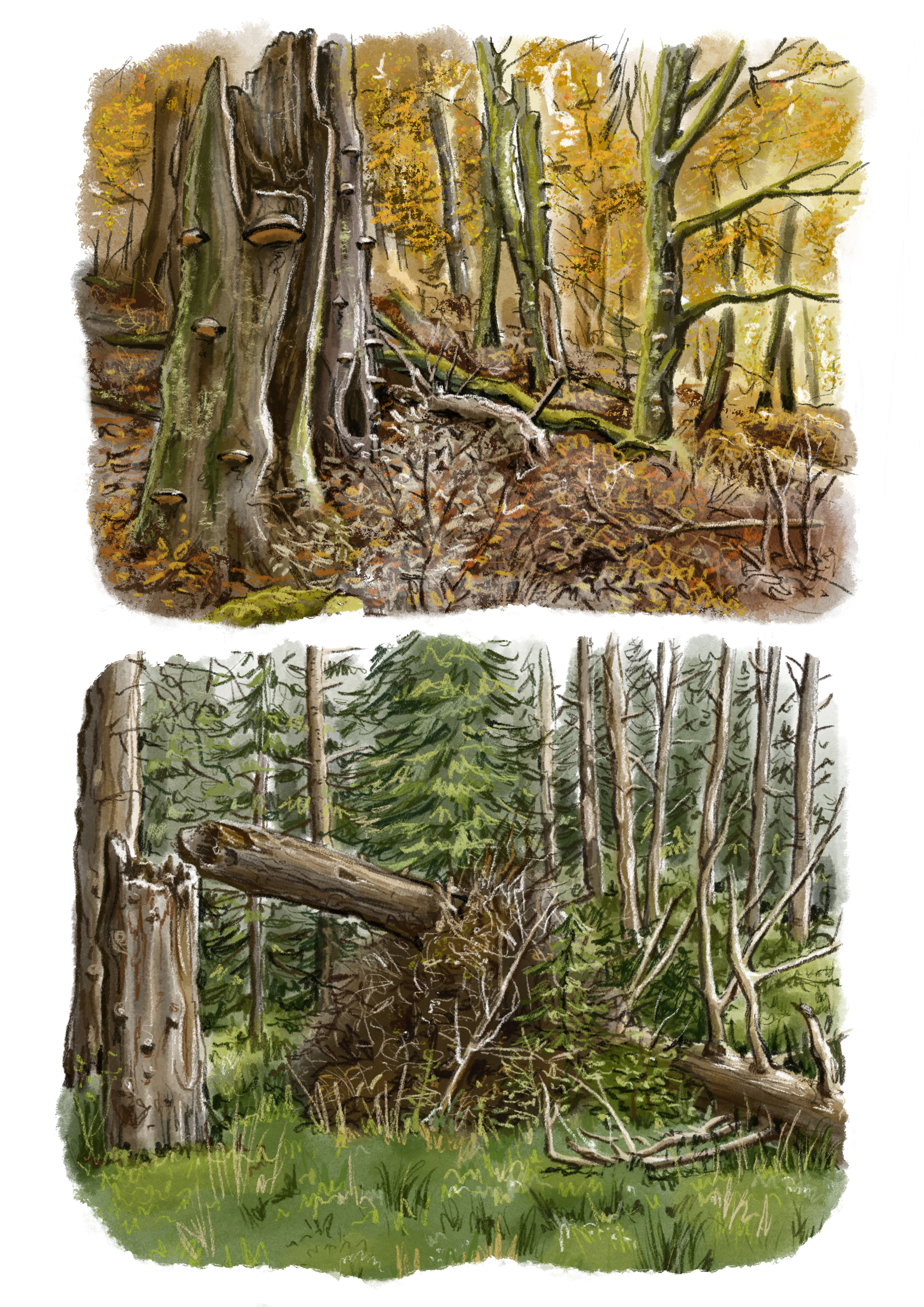 Totholz 2 Zeichnungen © Jule Biggel (Nationalpark Schwarzwald)