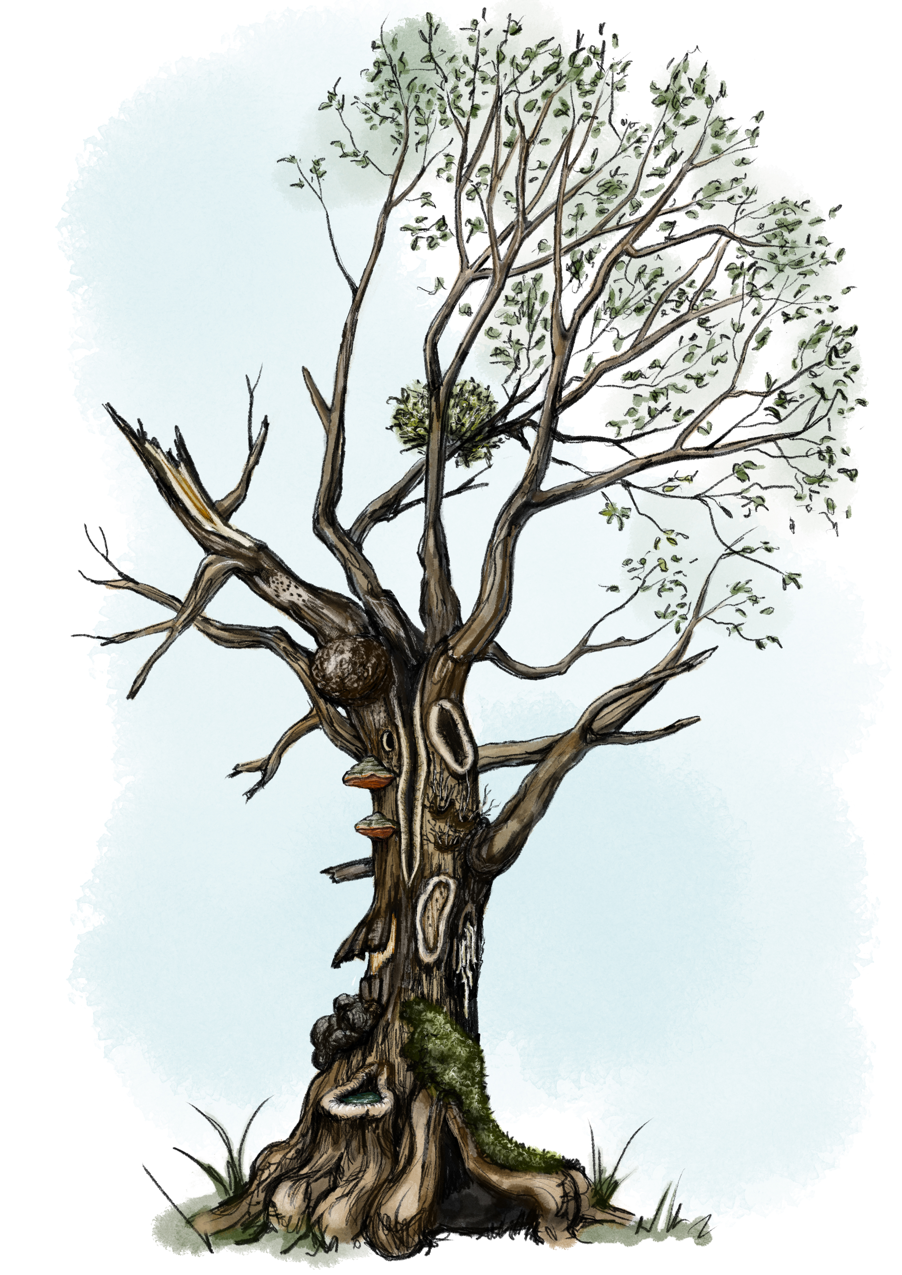 Baummikrohabitat Zeichnung © Jule Biggel (Nationalpark Schwarzwald)