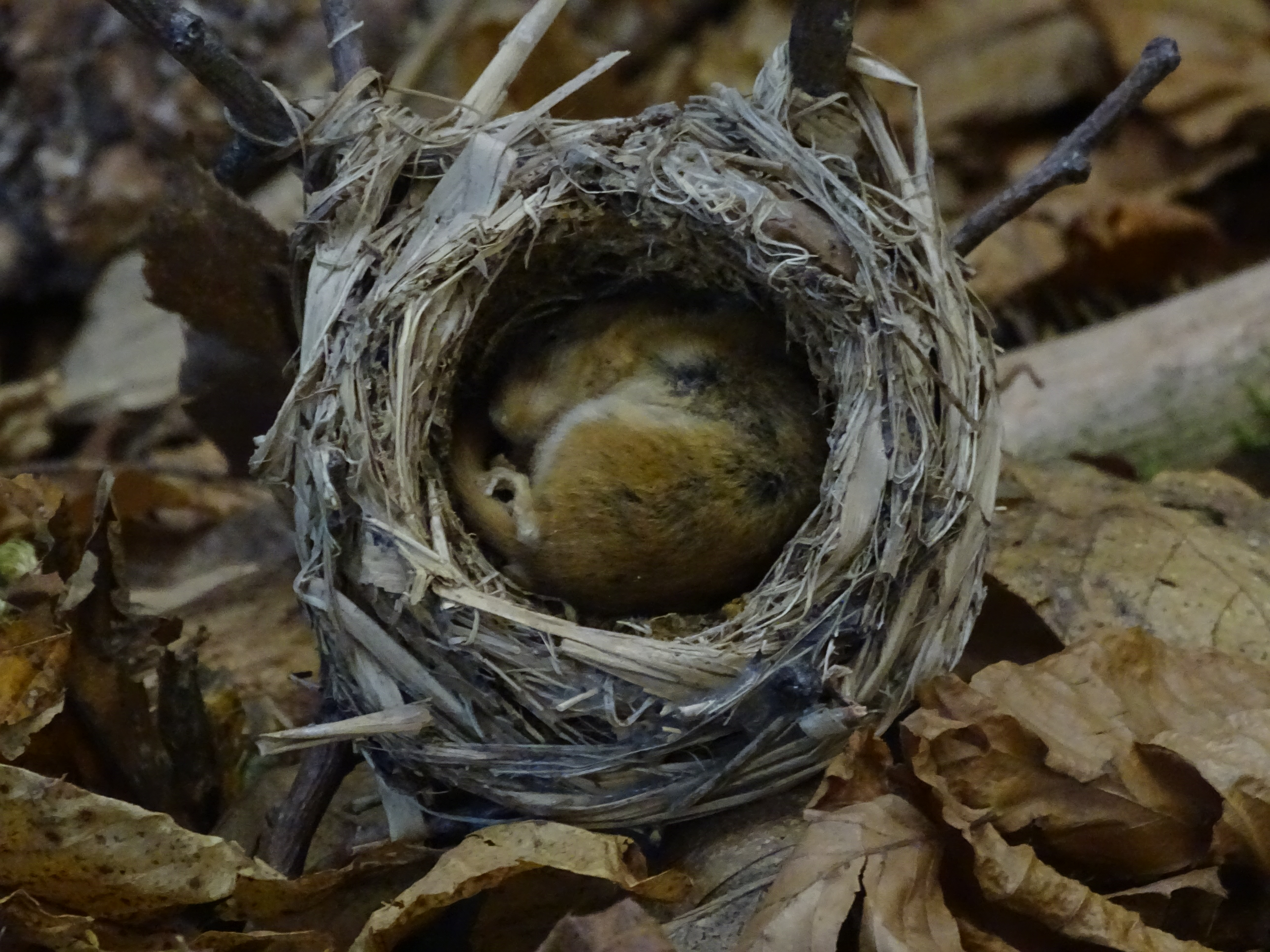 Haselmaus macht in ihrem Nest Winterschlaf © Luis Scheuermann (Nationalpark Schwarzwald)