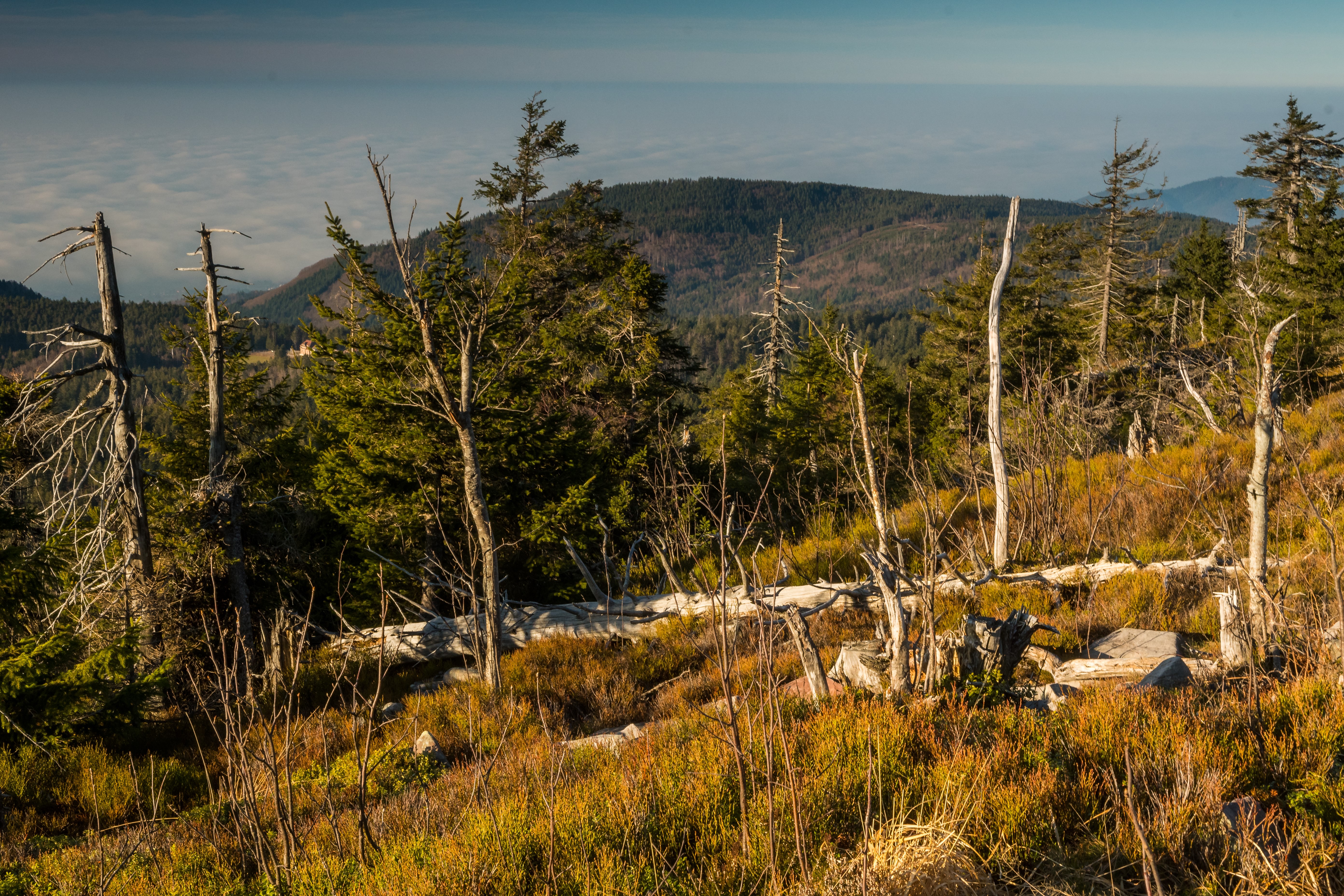 Ausblick Hornisgrinde © Nationalpark Schwarzwald
