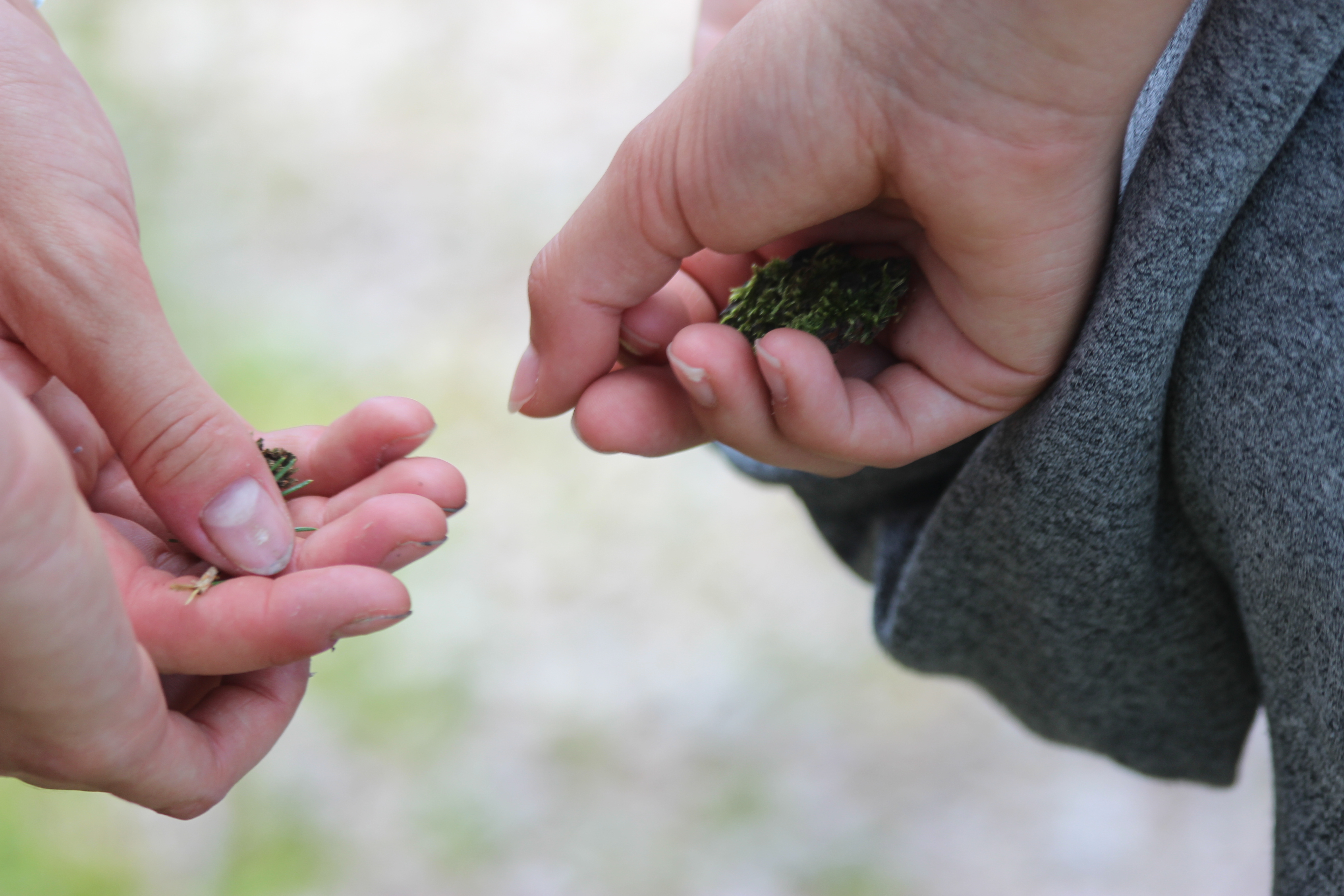Hände halten Nadeln und fühlen © Volker Hirsch (Nationalpark Schwarzwald)