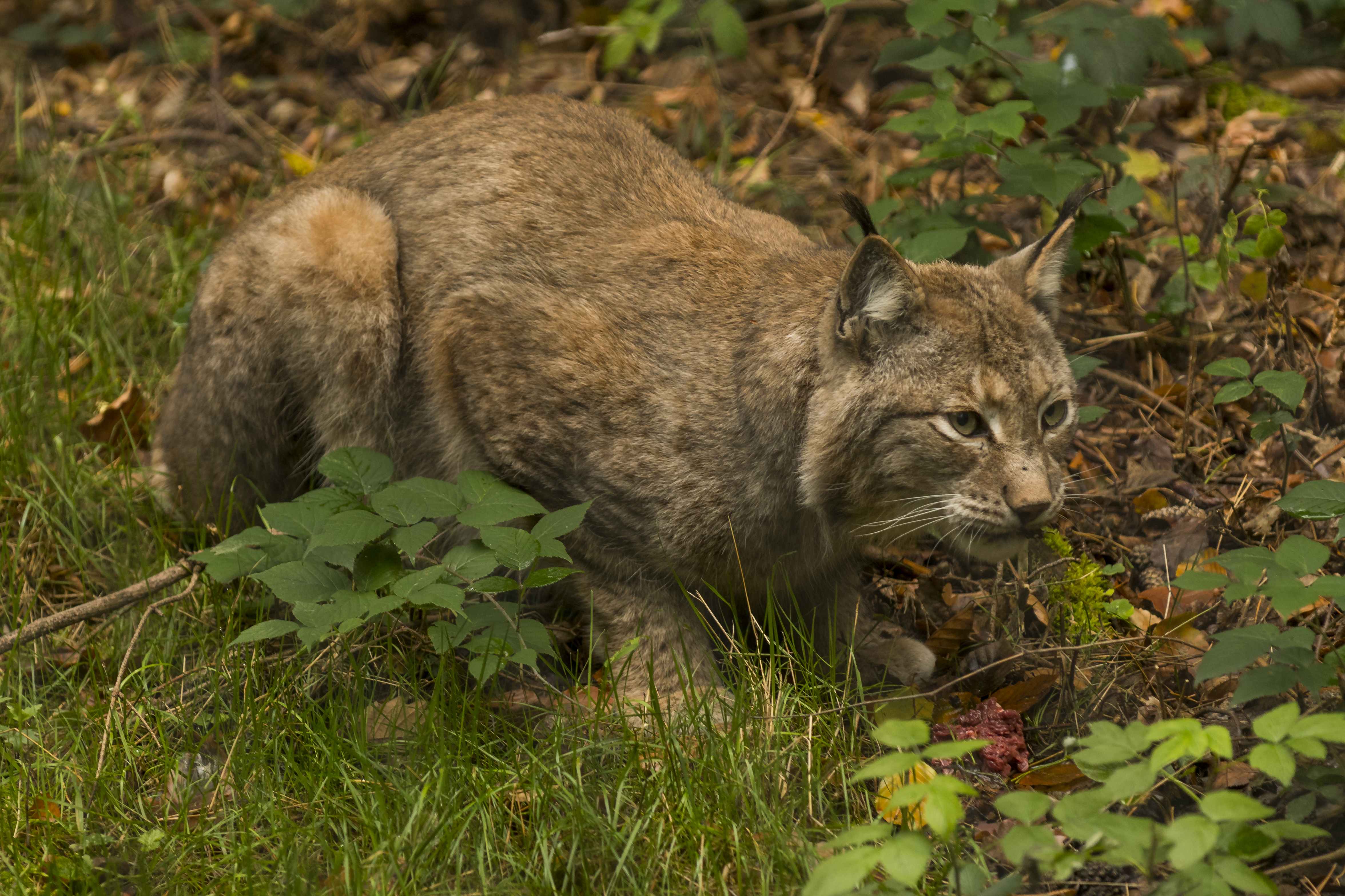 Luchs im Wildpark Pforzheim © Wildpark Pforzheim (Nationalpark Schwarzwald)