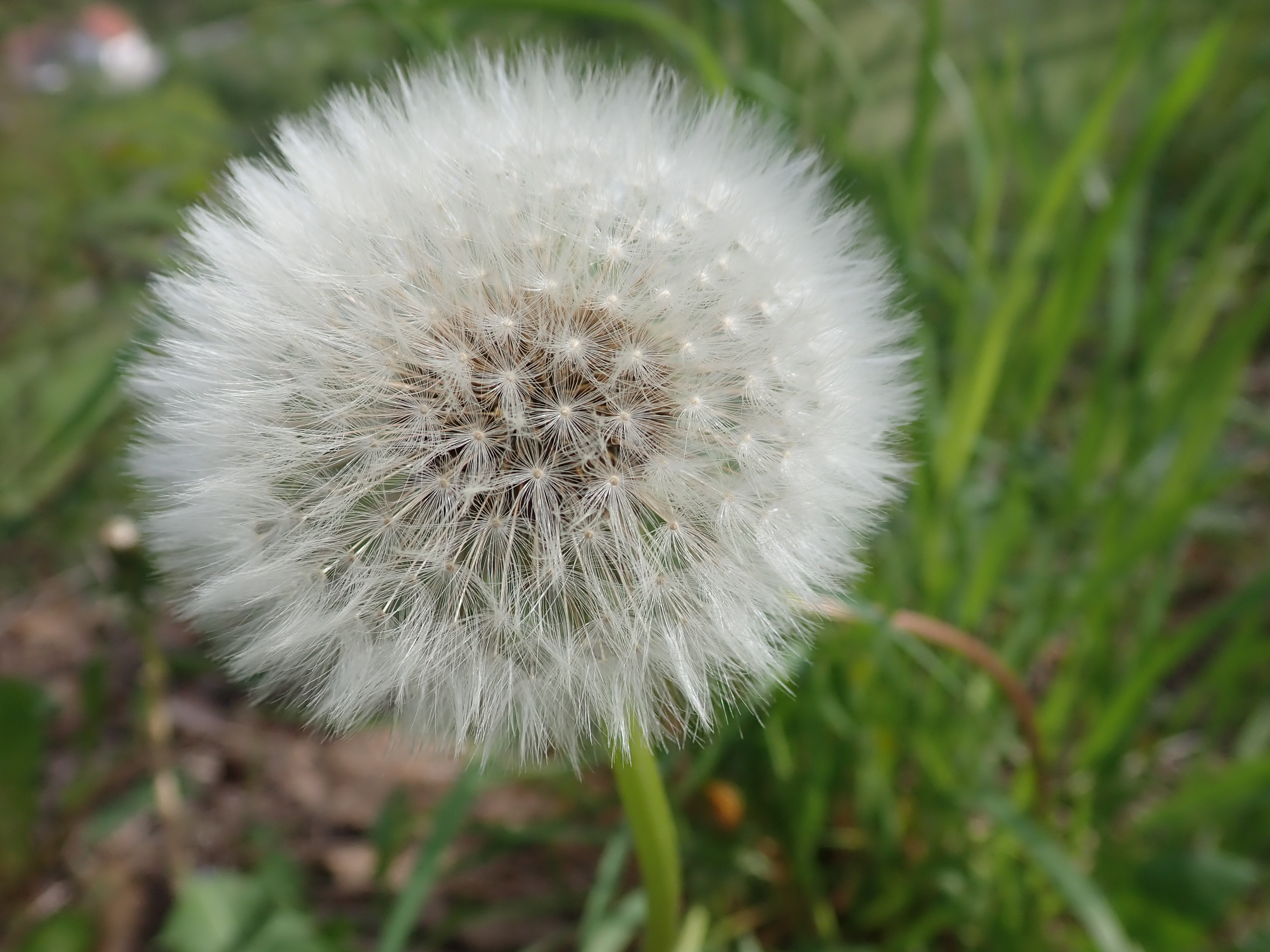 Nahaufnahme eines verblüten Löwenzahn, umgangssprachlich Pusteblume genannt.