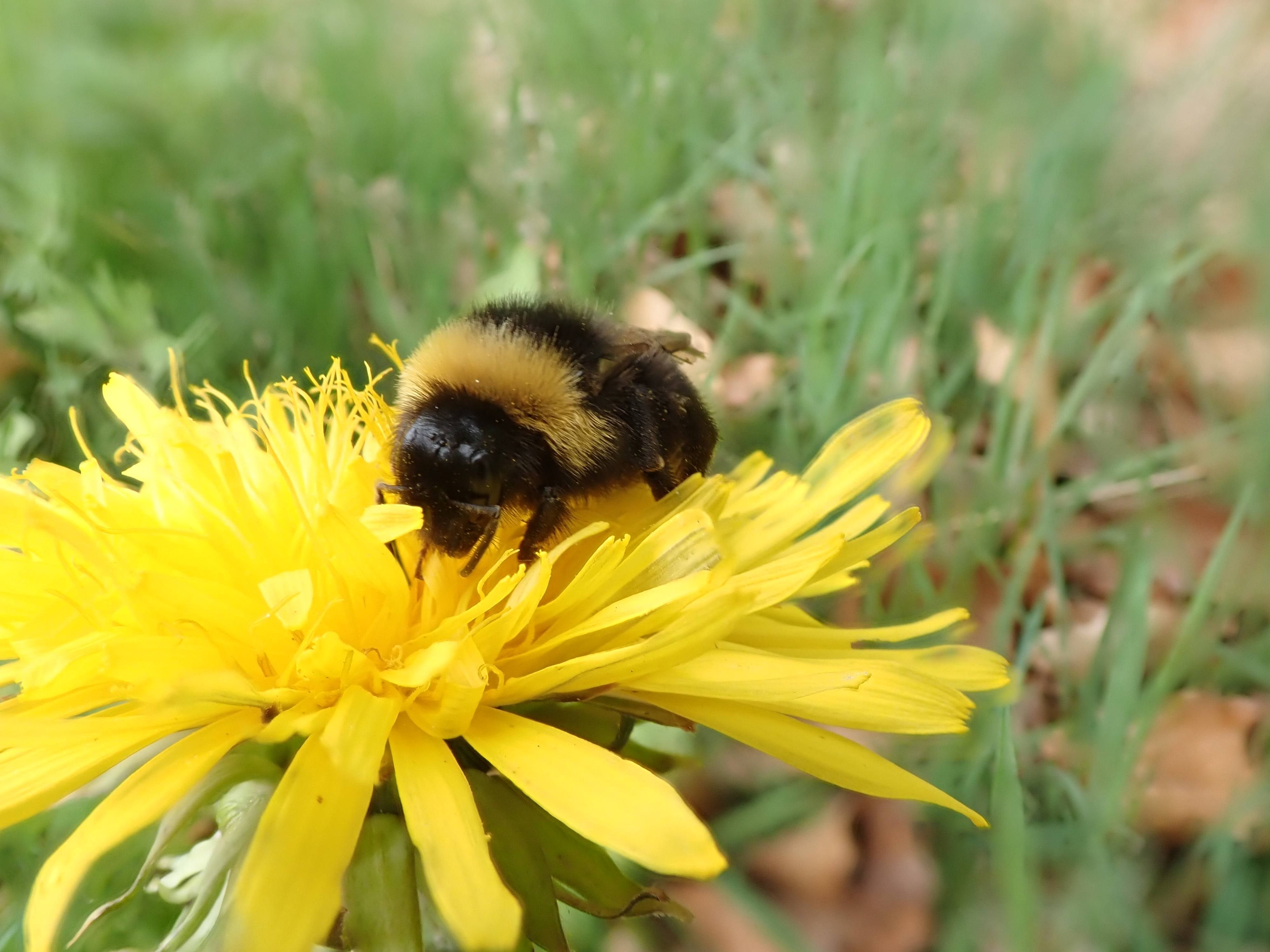 Eine Hummel sitzt auf einer Löwenzahnblüte.