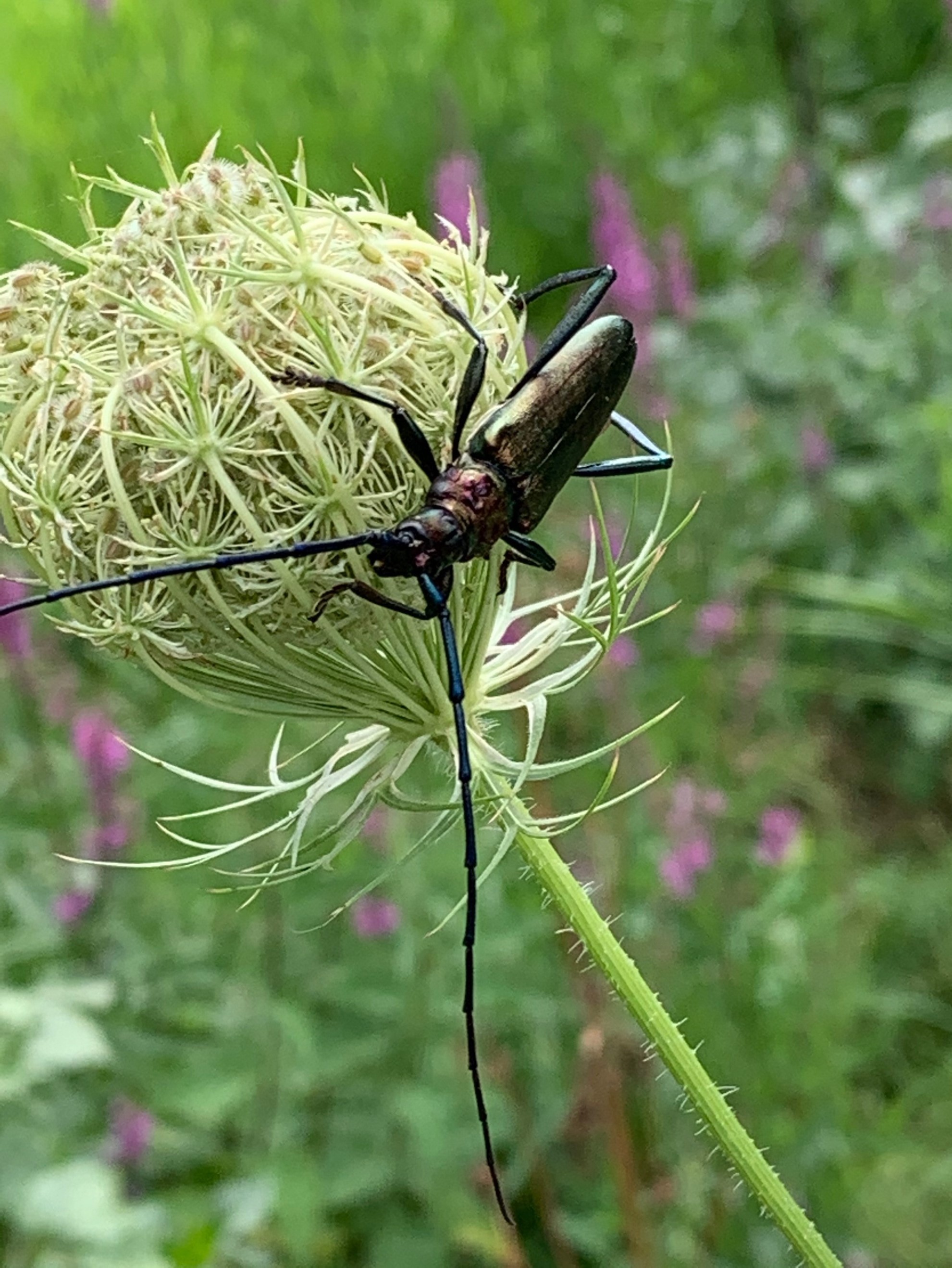 Moschusbock auf Wilder Möhre