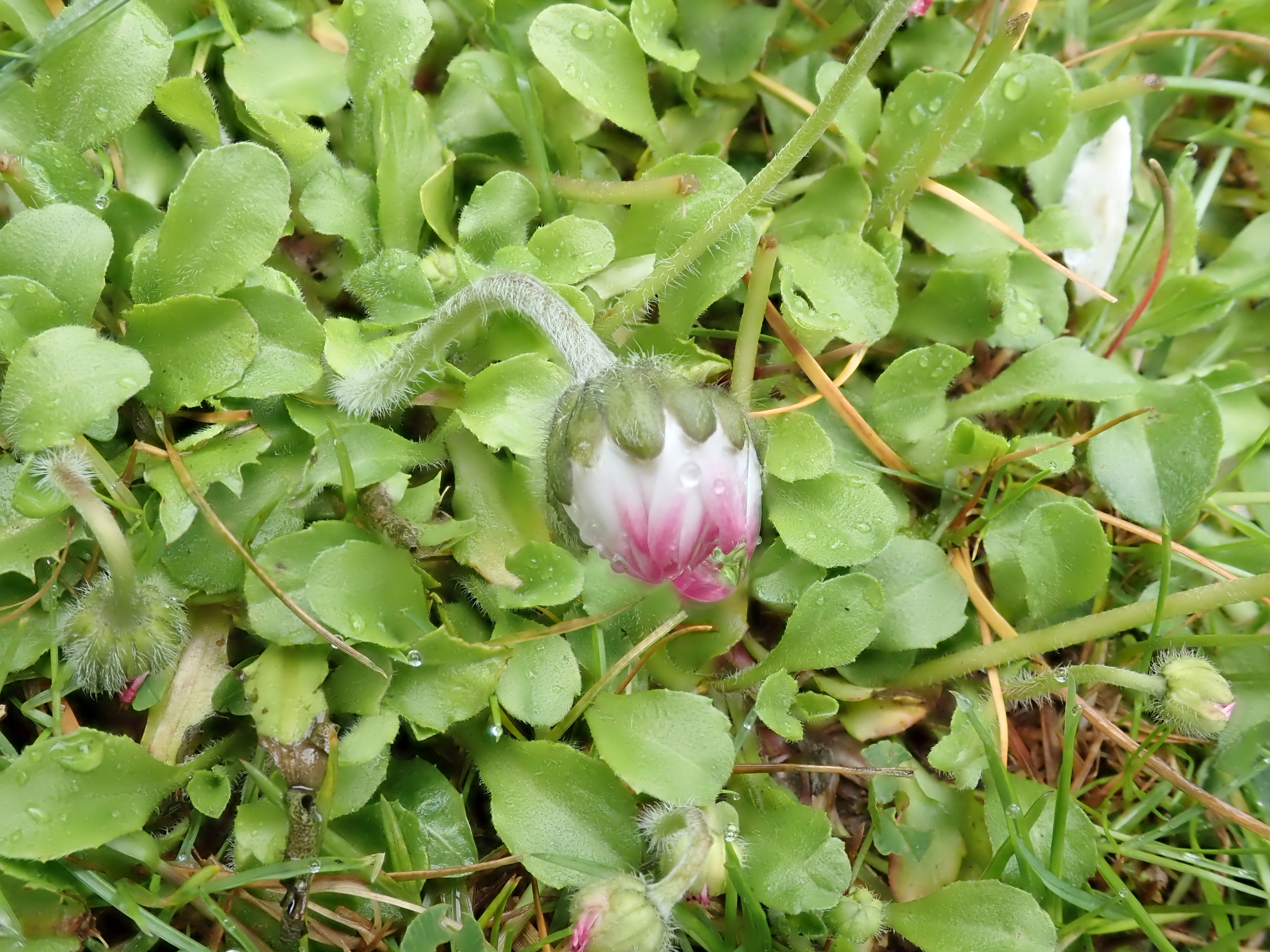 Geschlossenes Gänseblümchen auf einer Wiese