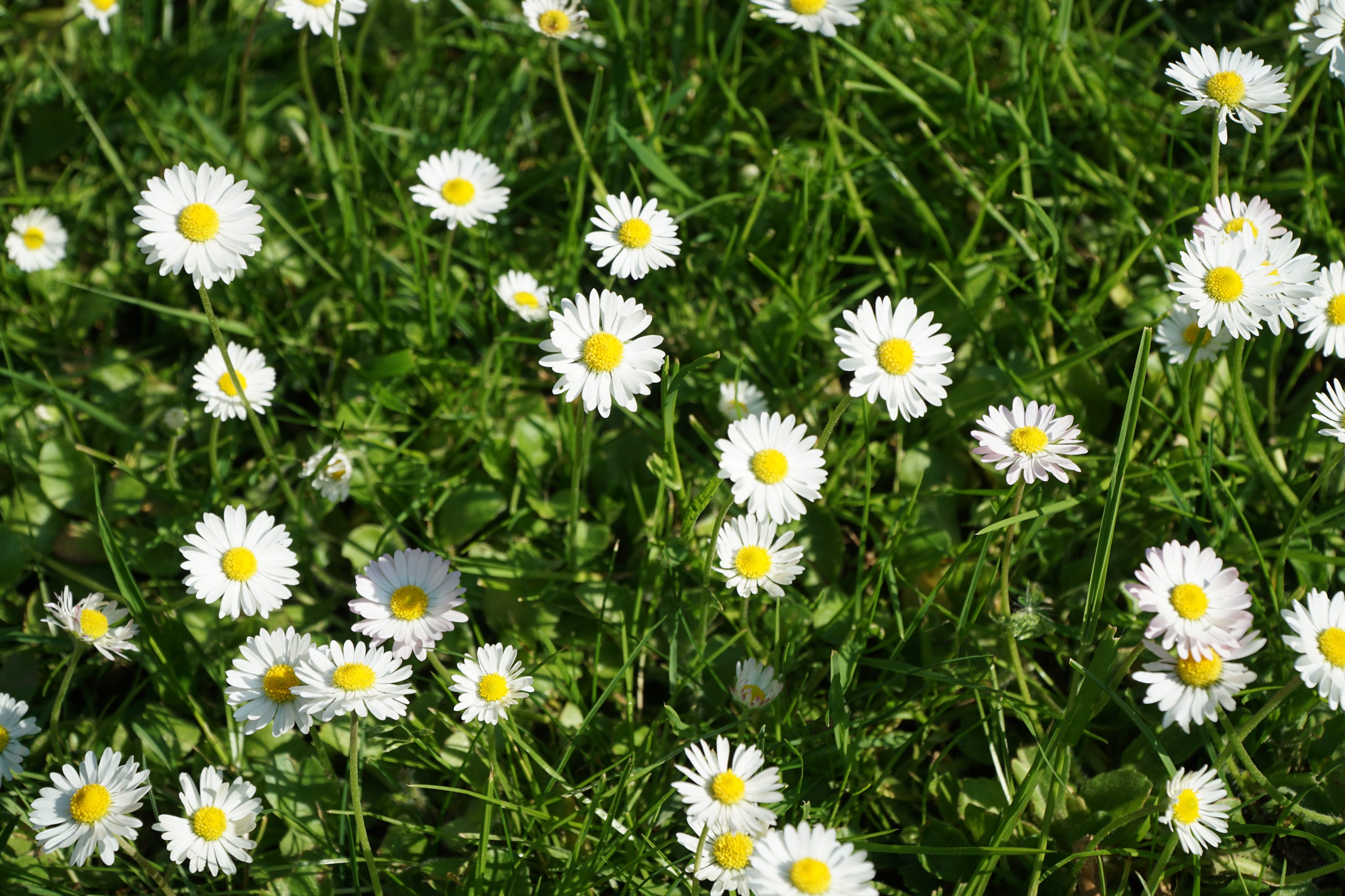 Eine Wiese mit Gänseblümchen