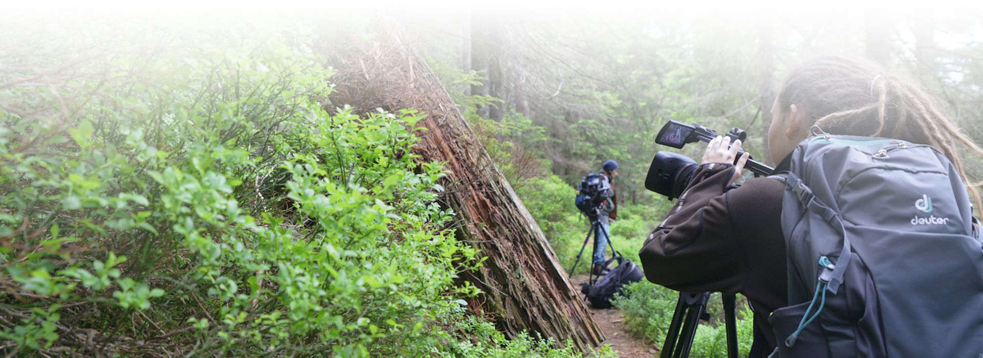 Heidelbeere, Totholz und Fichte. Eine typische Szenerie im Nationalpark Schwarzwald wird mit der Kamera eingefangen