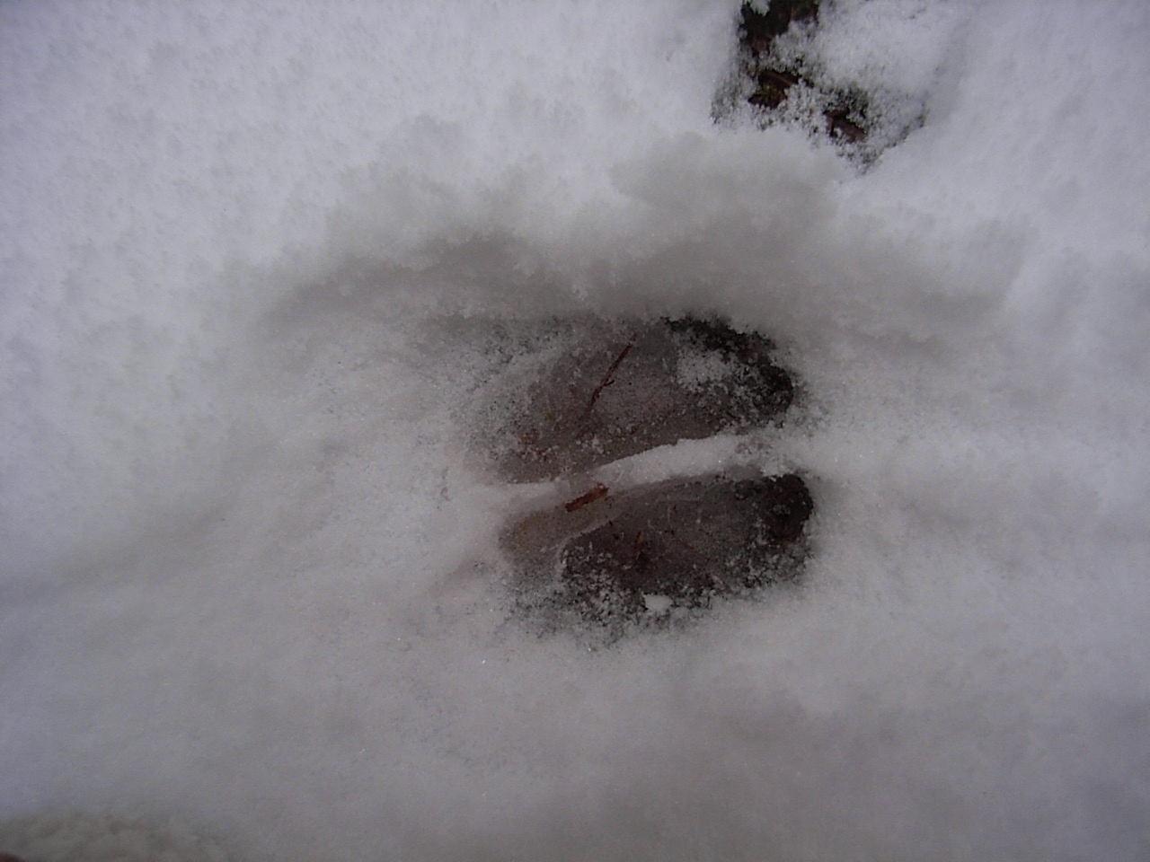 Spur eines Rothirsches im Schnee © Charly Ebel (Nationalpark Schwarzwald)