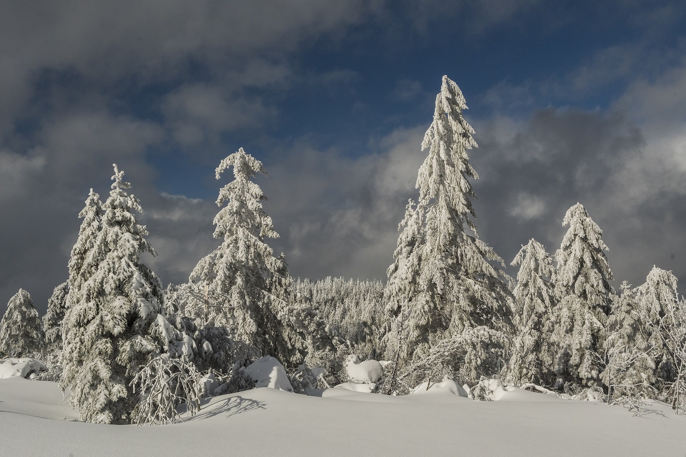 Winter auf dem Seekopf © Luis Scheuermann