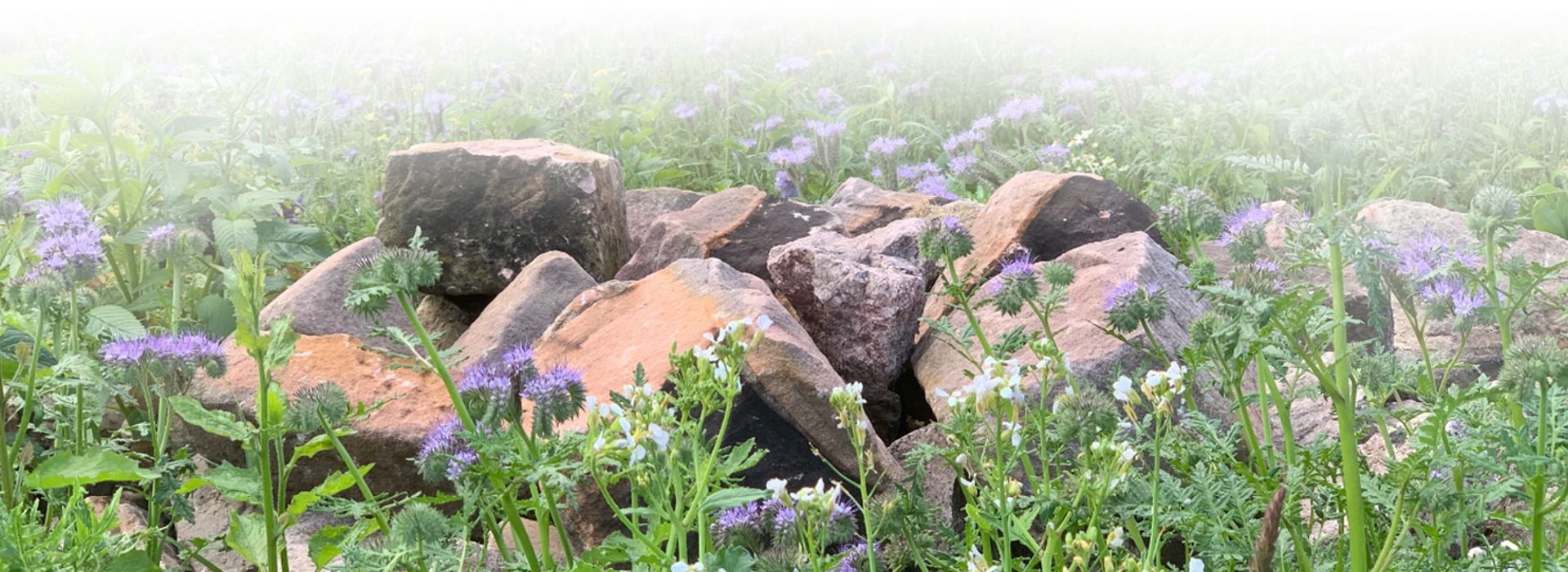 Steinhaufen mit blühender Phacelia