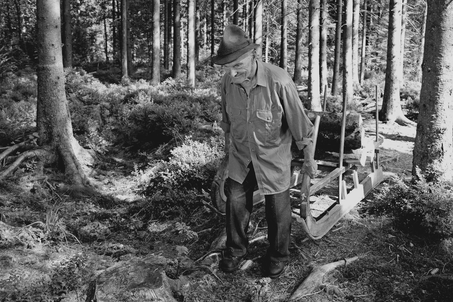 Älterer Mann zieht Schlitten, auf dem Holzstämmchen gelagert sind durch einen lichten Wald.